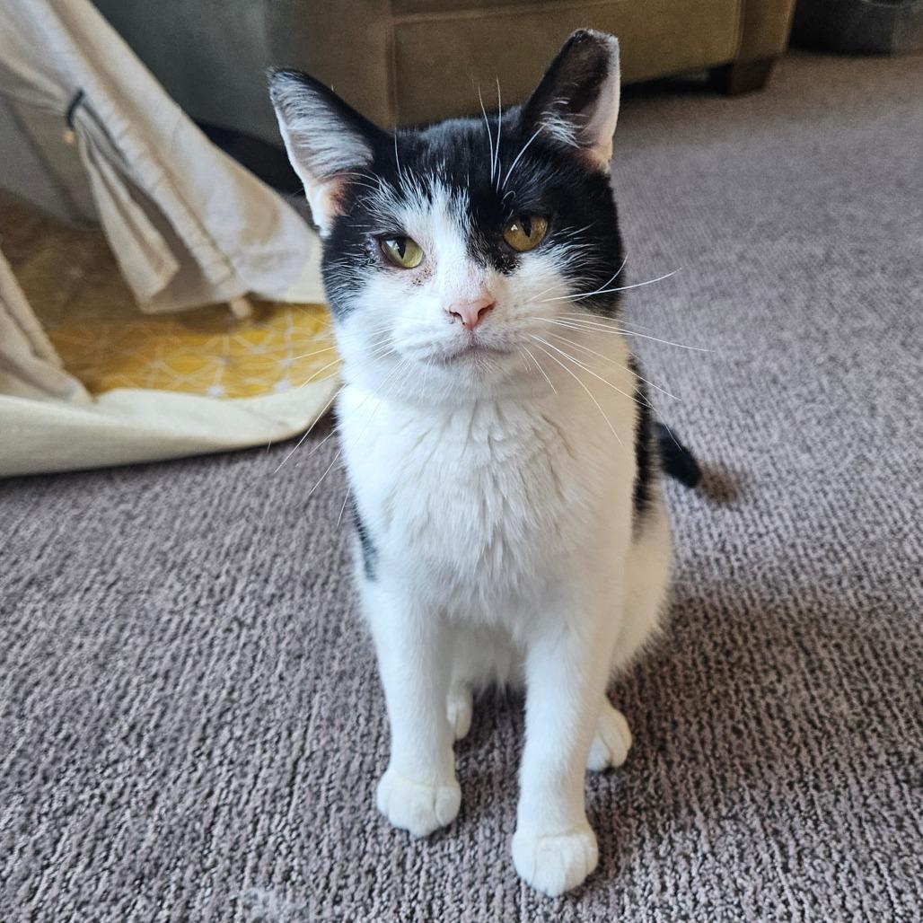 Enlarge Comet Orr, a Adoptable Domestic Short Hair in Eagle Mountain, UT image 5/6