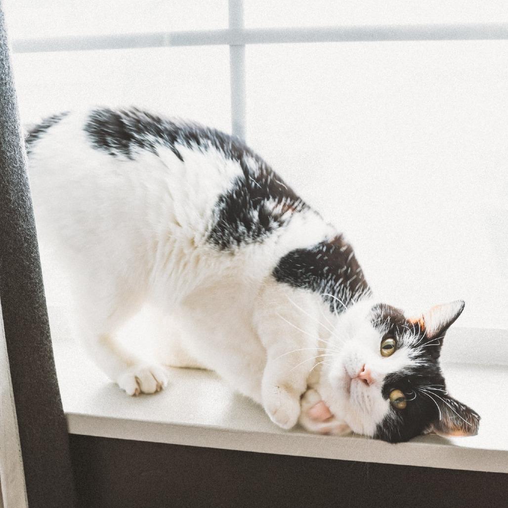 Comet Orr, a Adoptable Domestic Short Hair in Eagle Mountain, UT image 3/4