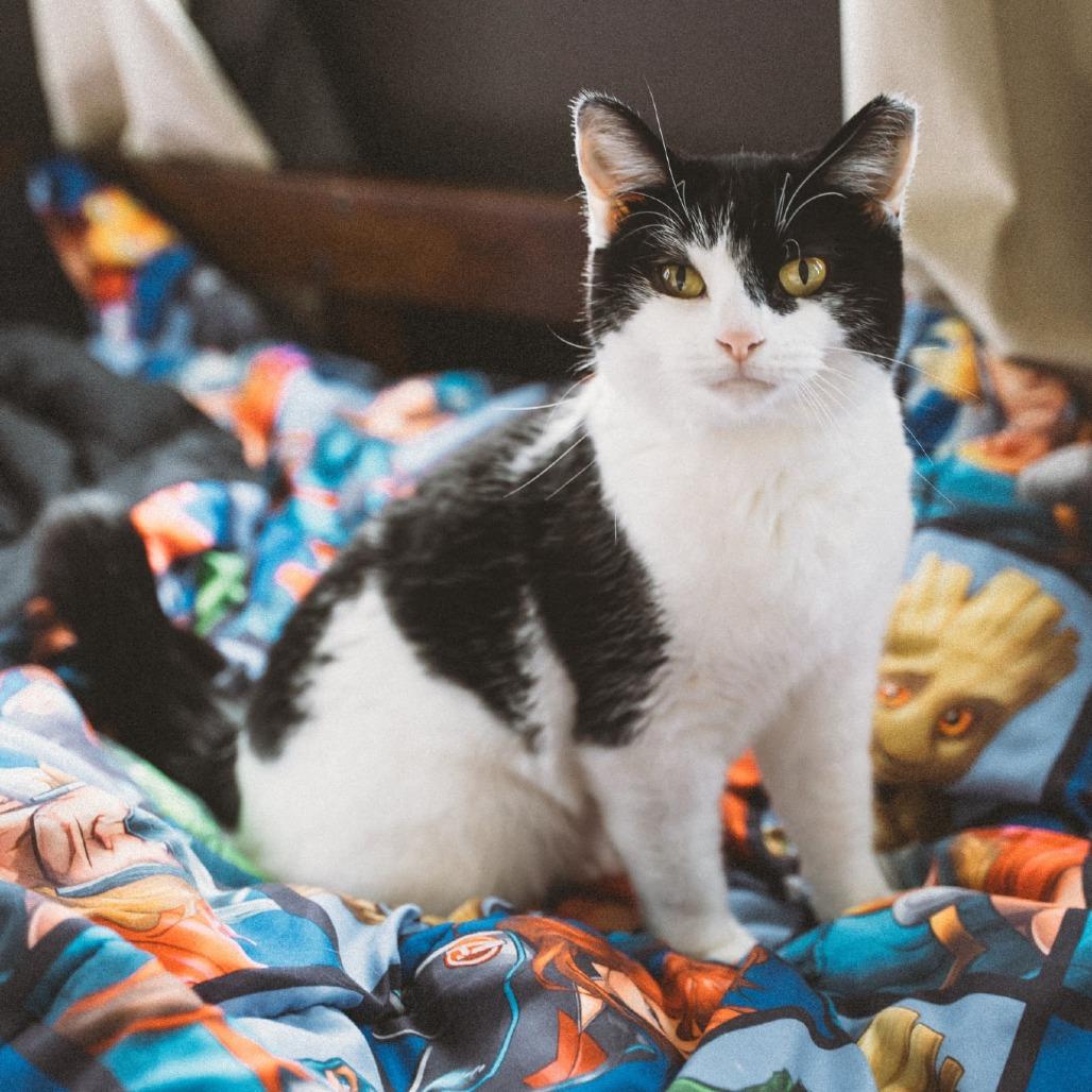 Comet Orr, a Adoptable Domestic Short Hair in Eagle Mountain, UT image 4/4