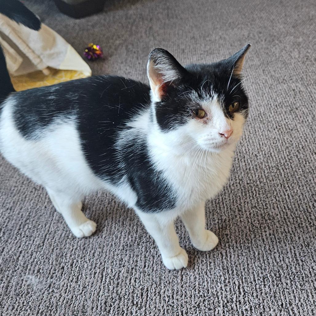 Enlarge Comet Orr, a Adoptable Domestic Short Hair in Eagle Mountain, UT image 6/6