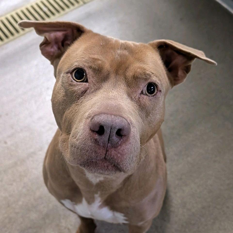 King Simba, Adoptable, Adult Male Terrier.