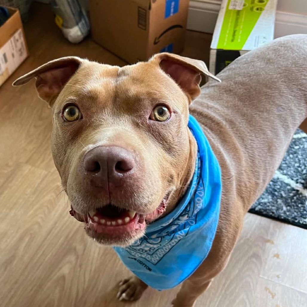 Enlarge King Simba, a Adoptable Terrier in St. Louis, MO image 2/6