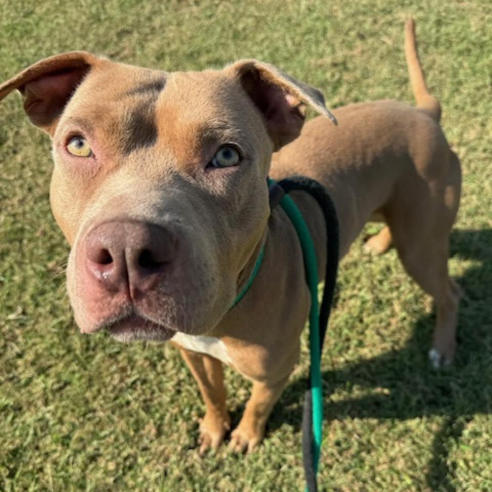 Enlarge King Simba, a Adoptable Terrier in St. Louis, MO image 3/6