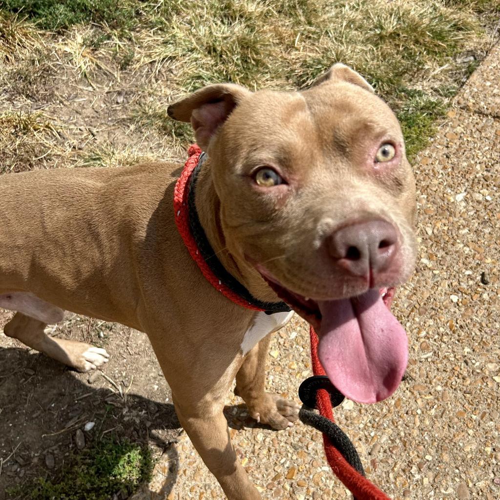 Enlarge King Simba, a Adoptable Terrier in St. Louis, MO image 5/6