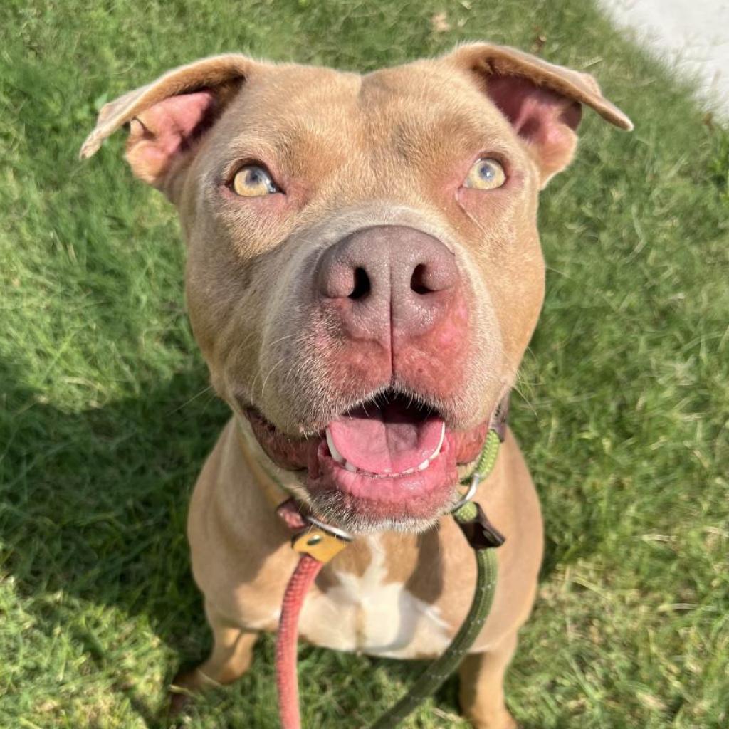 Enlarge King Simba, a Adoptable Terrier in St. Louis, MO image 6/6