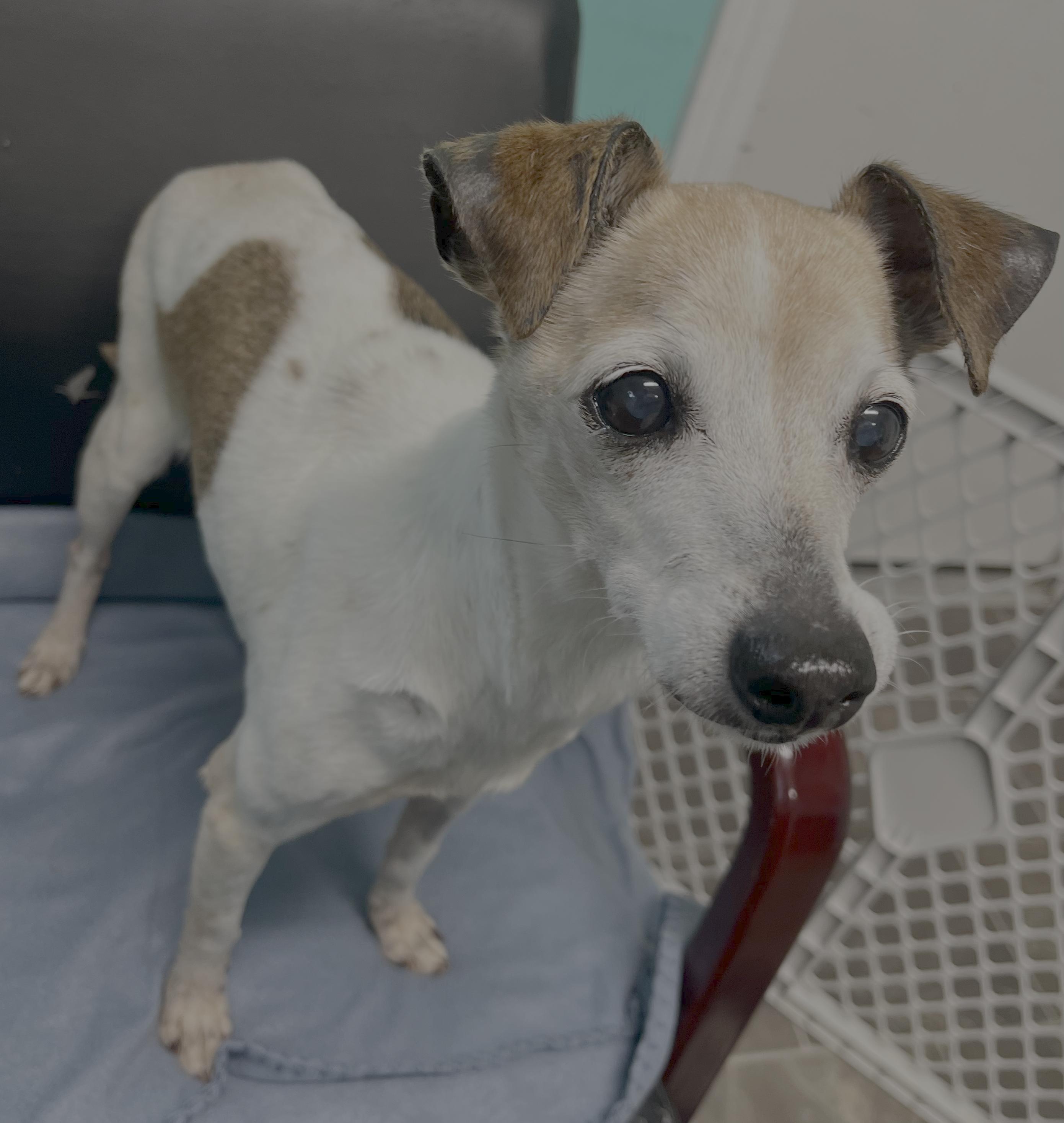 Butters, Senior Female Jack Russell Terrier