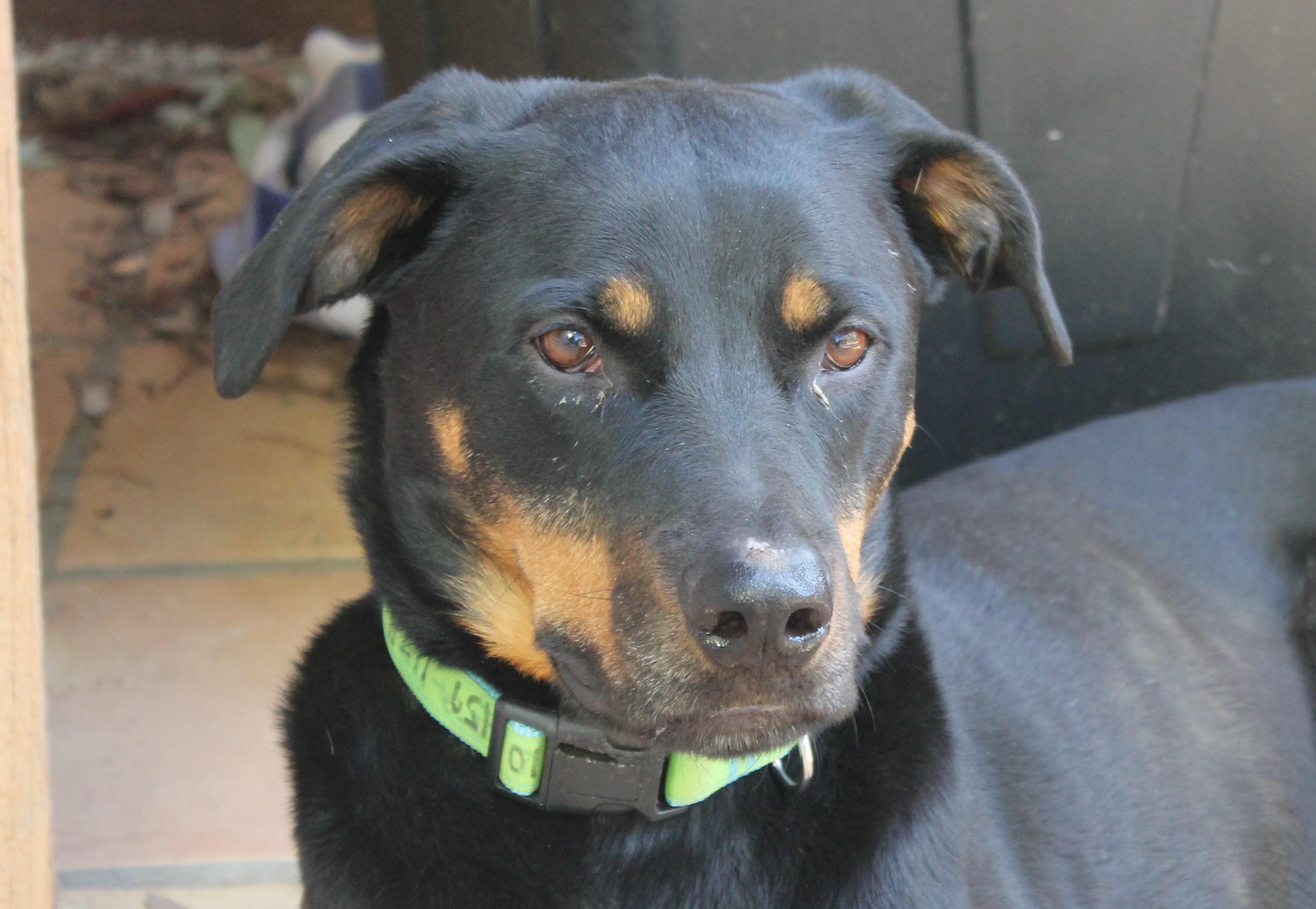 Phoenix — thumbnail 3