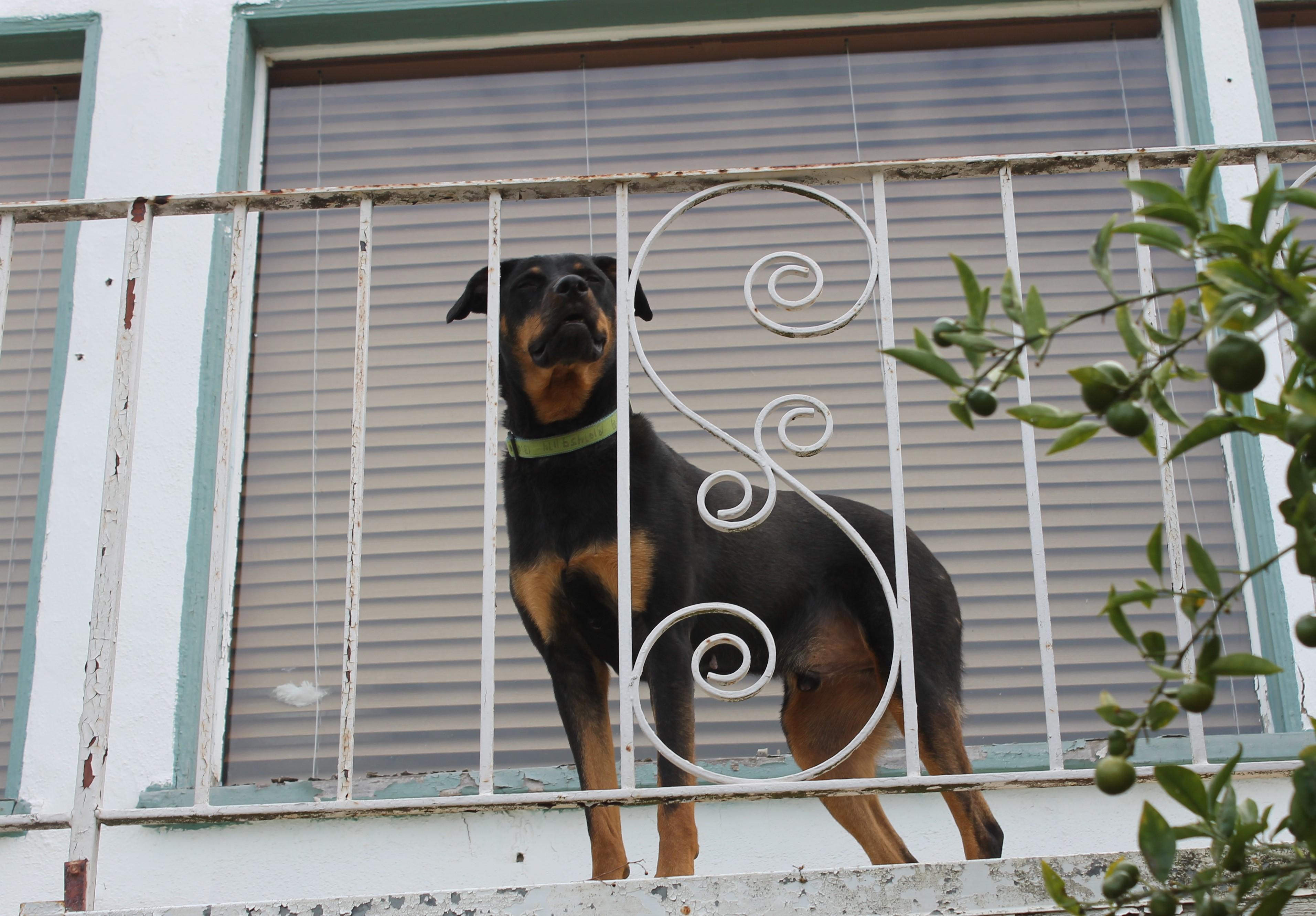 Phoenix — thumbnail 5