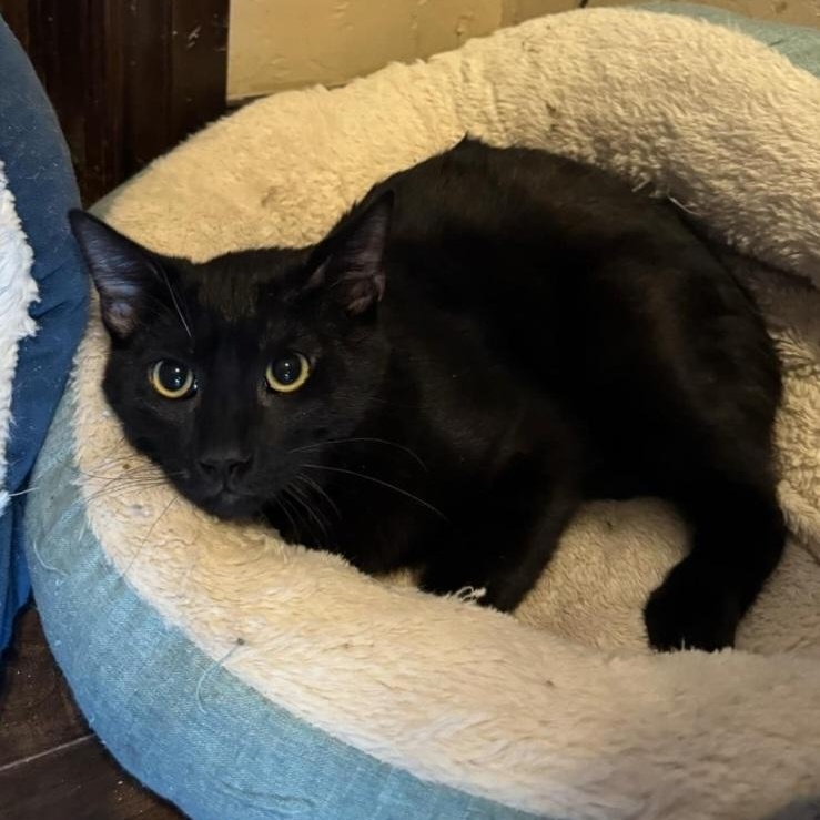 Benji, Adoptable, Young Male Domestic Short Hair.