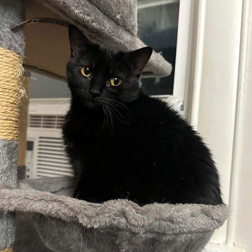 Enlarge Mia, a Adoptable Domestic Short Hair in Rochester, NY image 1/1