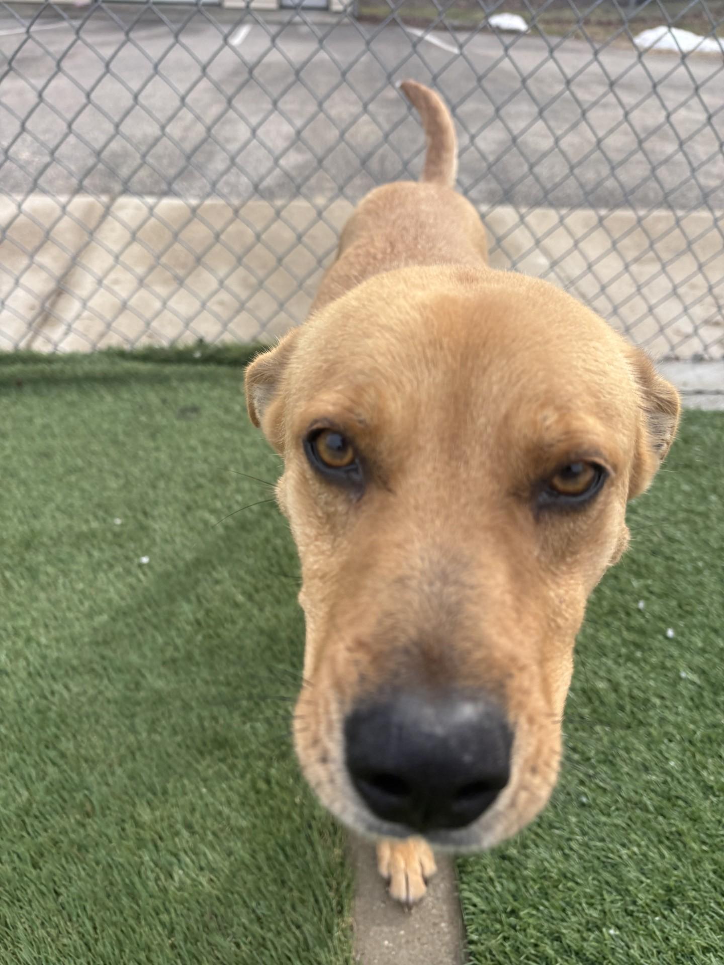 Zola, ADOPTABLE, Young Female Basenji & Cattle Dog.