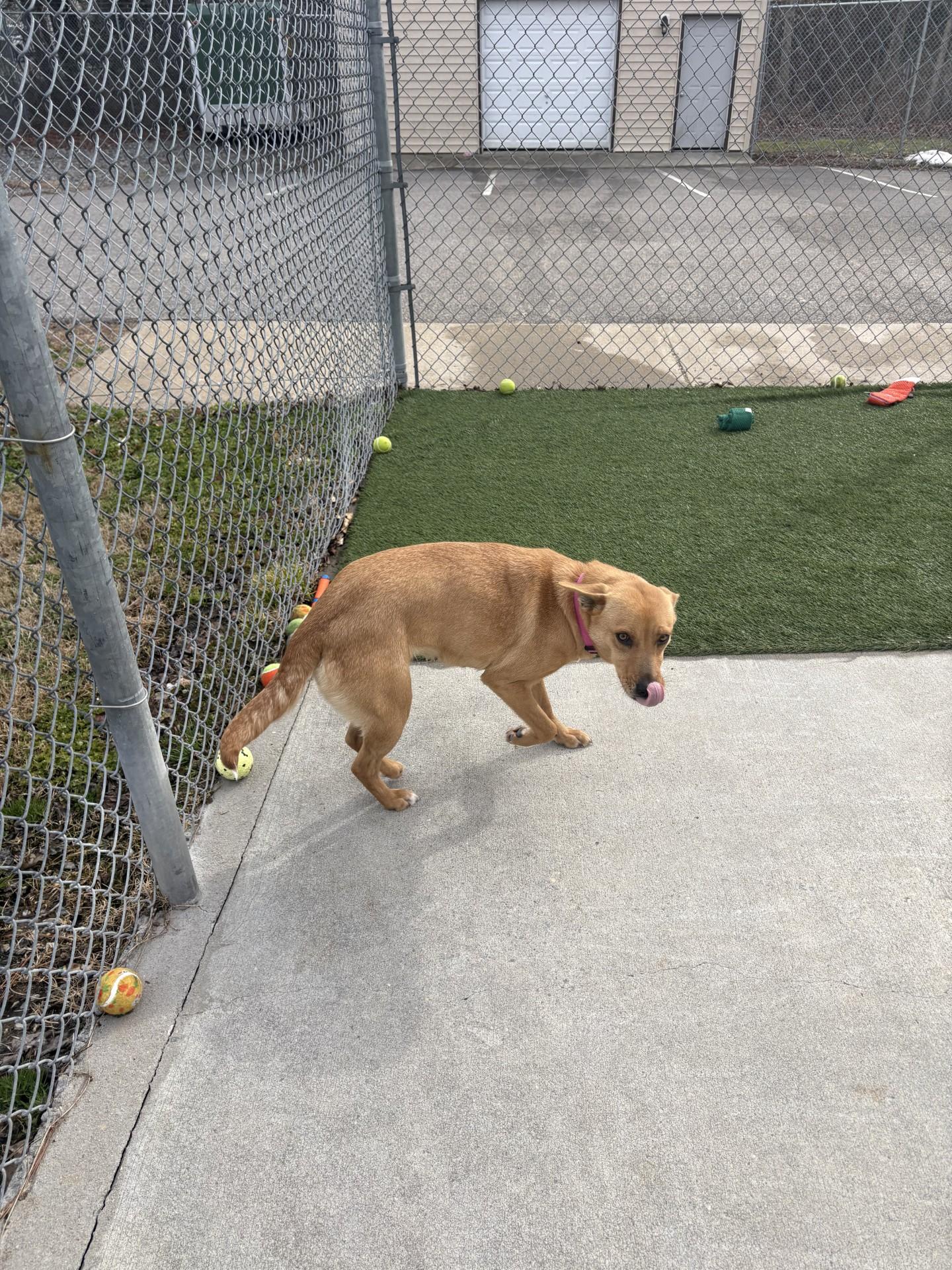 Enlarge Zola, a ADOPTABLE mixed breed in Ashland, VA image 3/3