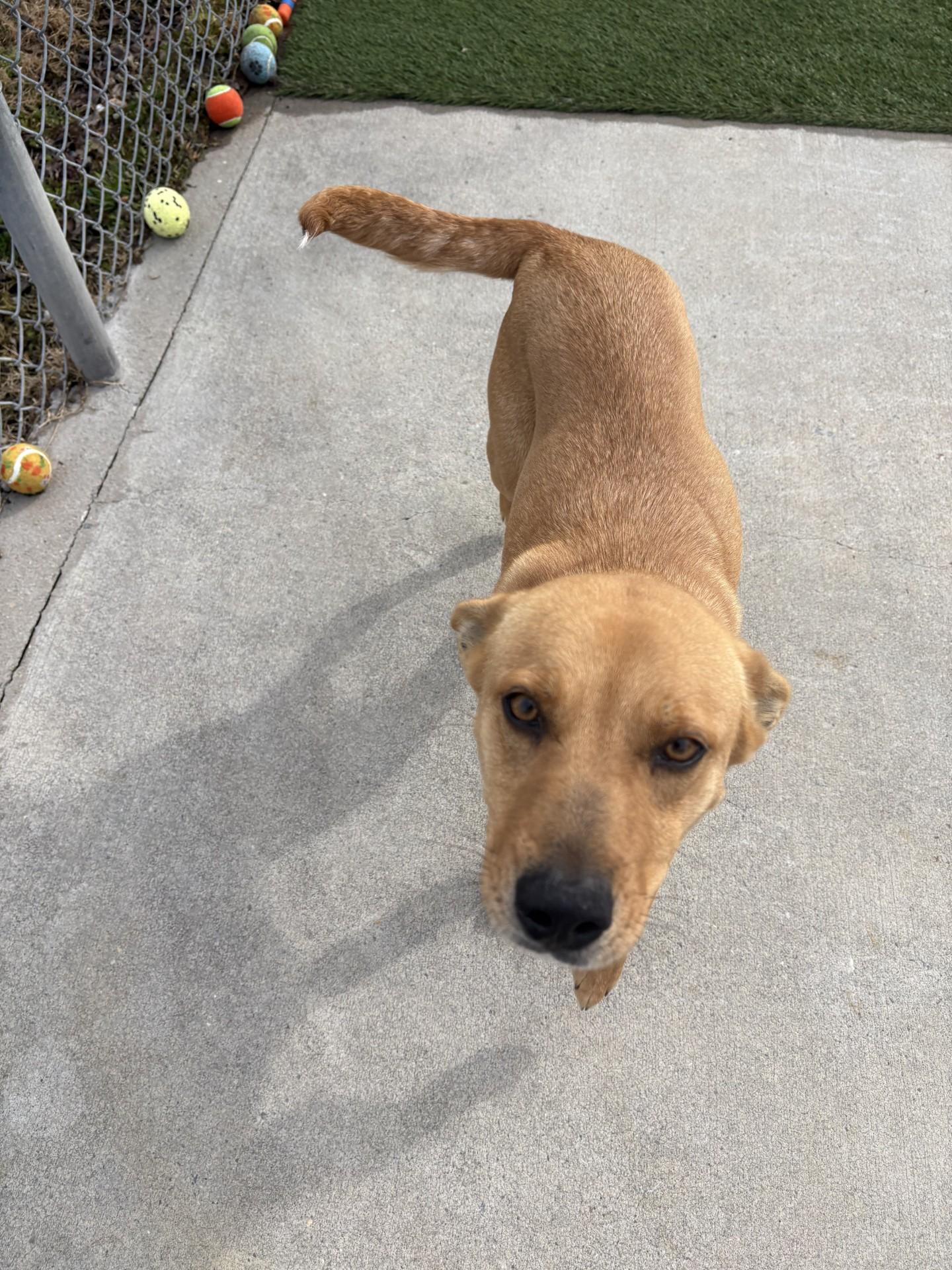Enlarge Zola, a ADOPTABLE mixed breed in Ashland, VA image 2/3