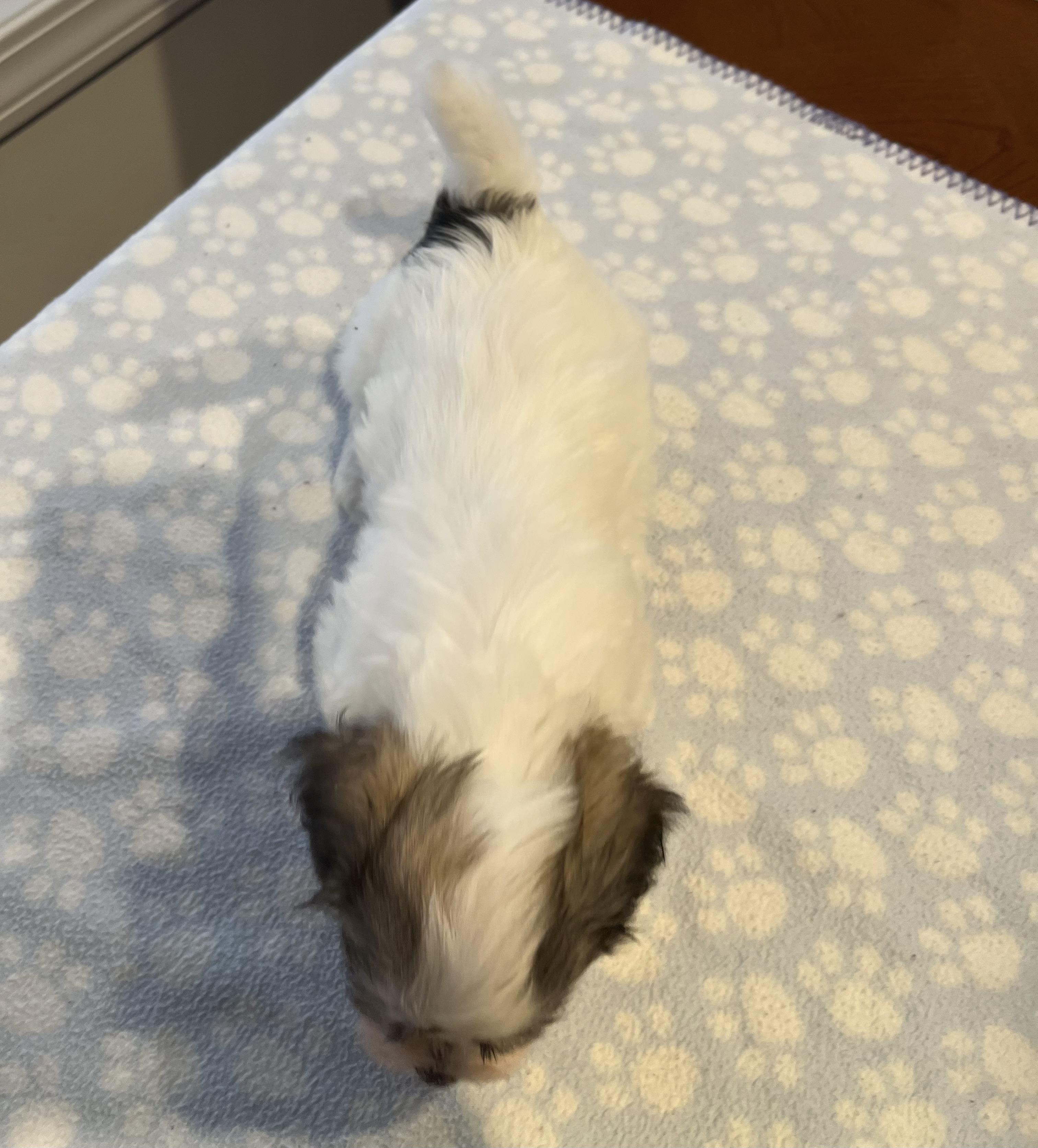 Enlarge Charlie, a Adoptable Havanese in Far Hills, NJ image 4/4