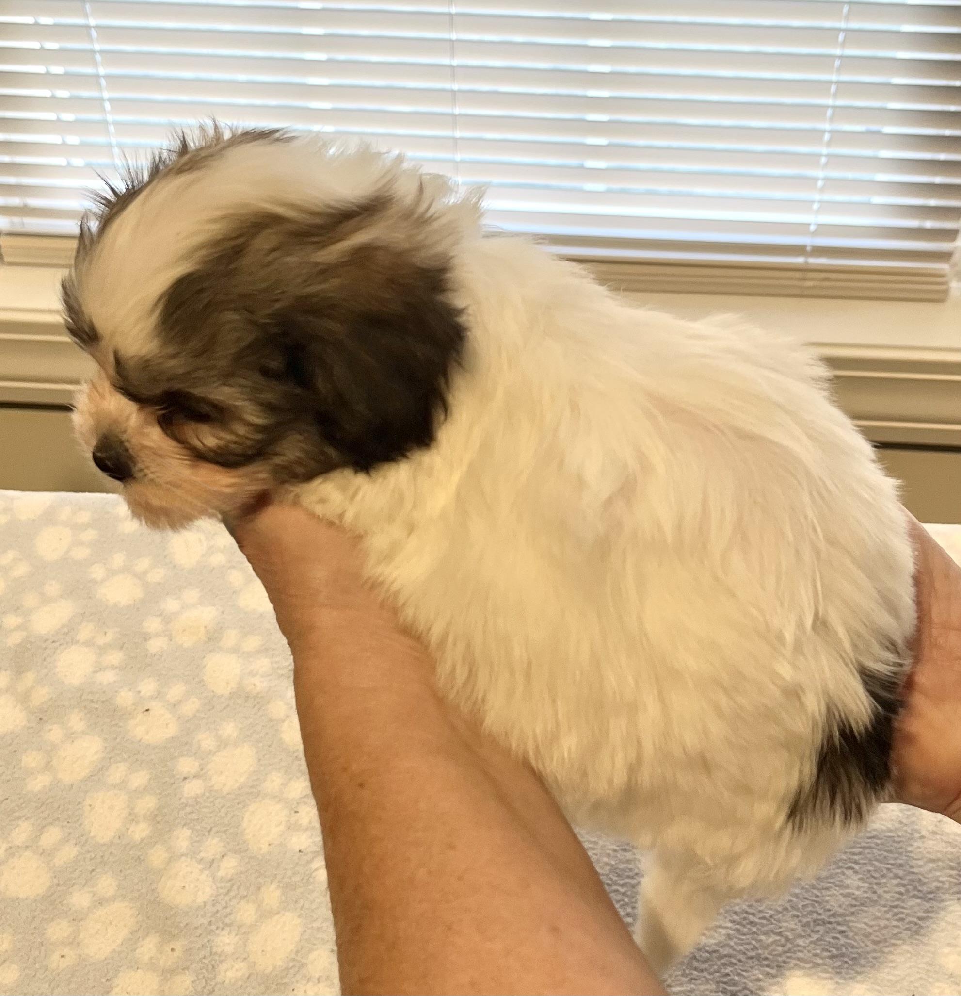 Enlarge Charlie, a Adoptable Havanese in Far Hills, NJ image 3/4