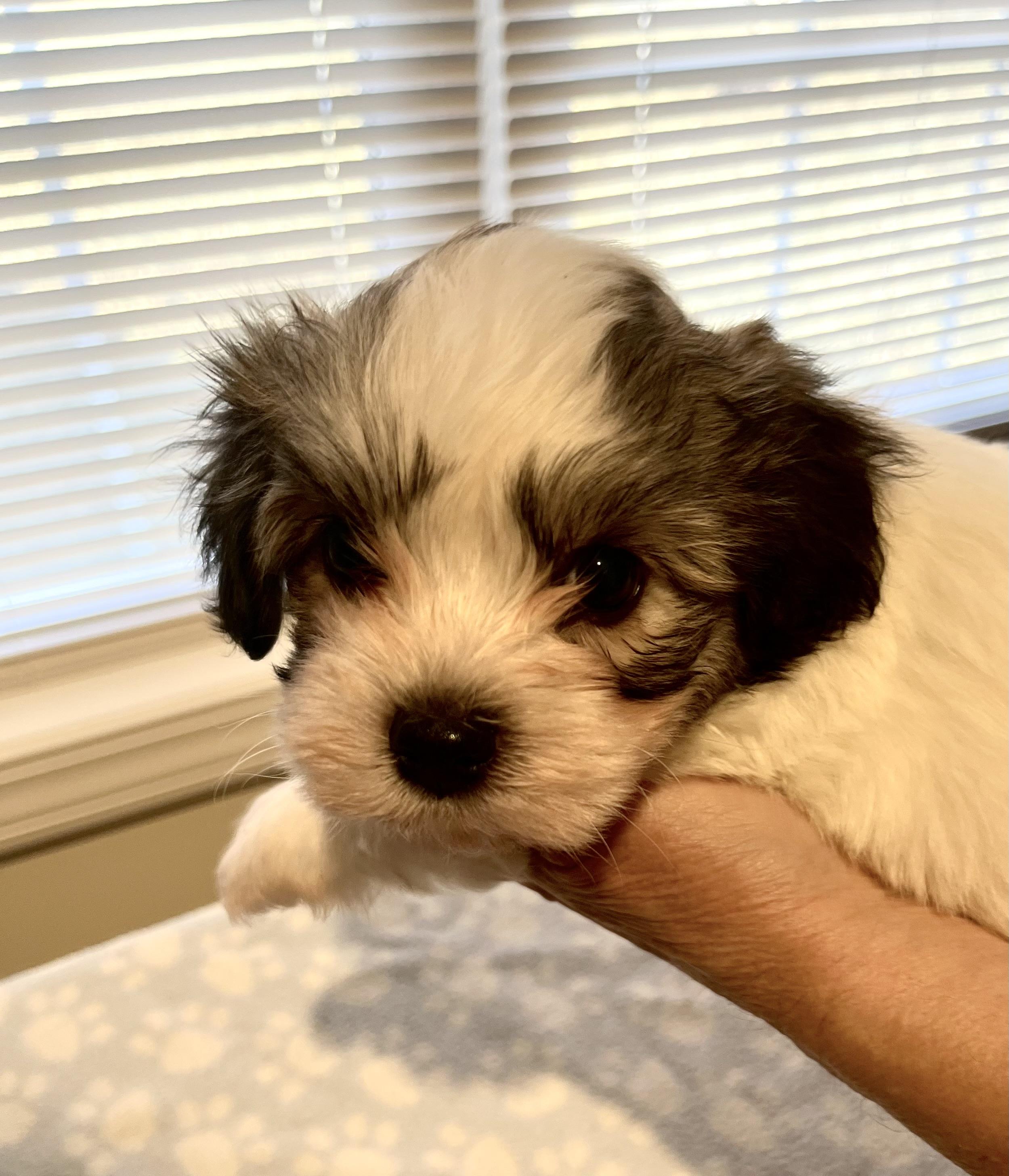 Charlie, Adoptable, Puppy Male Havanese.