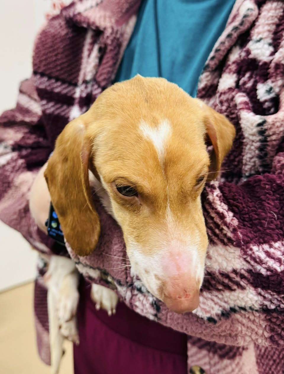 Corazon "Cora", a Adopted Dachshund in Nashville, TN image 1/3