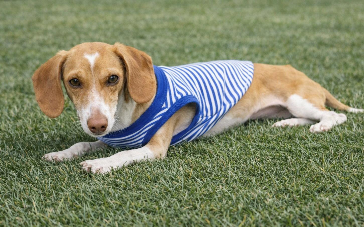 Corazon "Cora", a Adopted Dachshund in Nashville, TN image 2/3