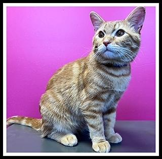 GARFIELD, Adoptable, Young Male Domestic Short Hair.