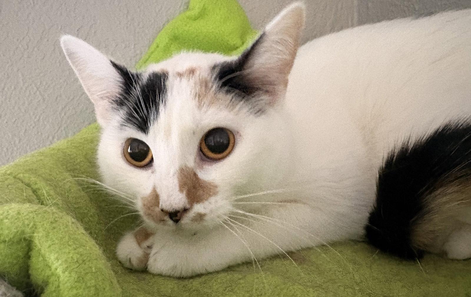 S'mores Bar, Adoptable, Adult Female Domestic Short Hair.