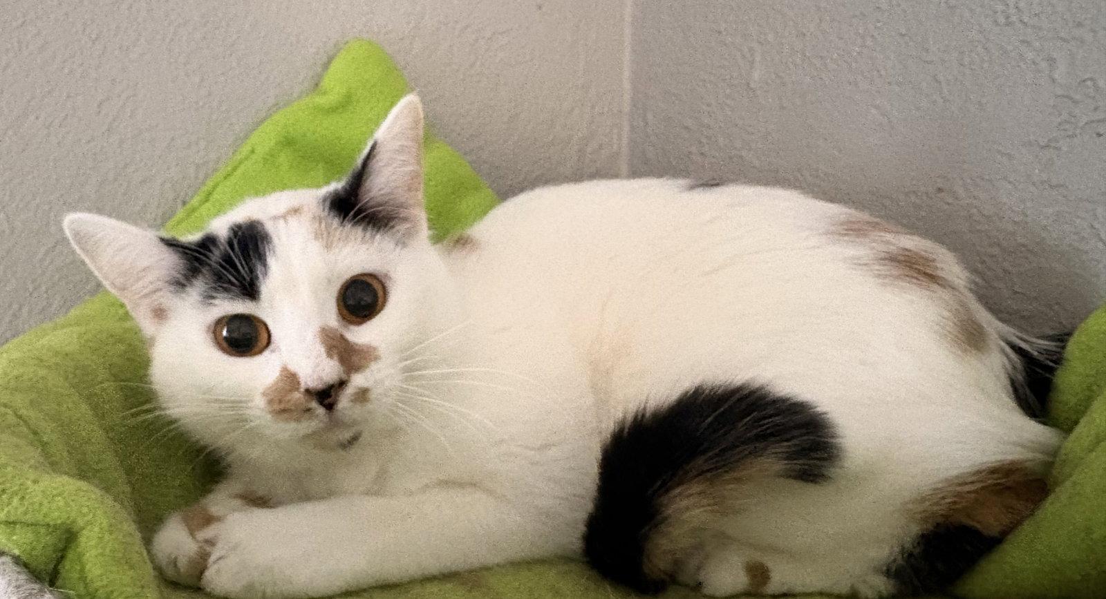 S'mores Bar, Adoptable, Adult Female Domestic Short Hair.