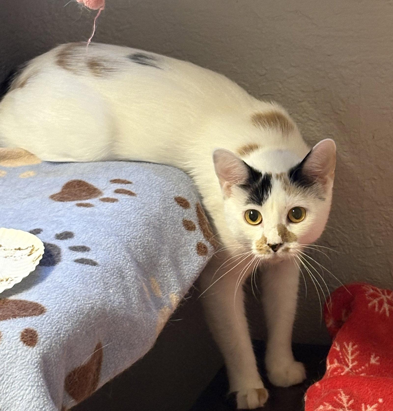 Enlarge S'mores Bar, a Adoptable Domestic Short Hair in Kansas City, MO image 2/3