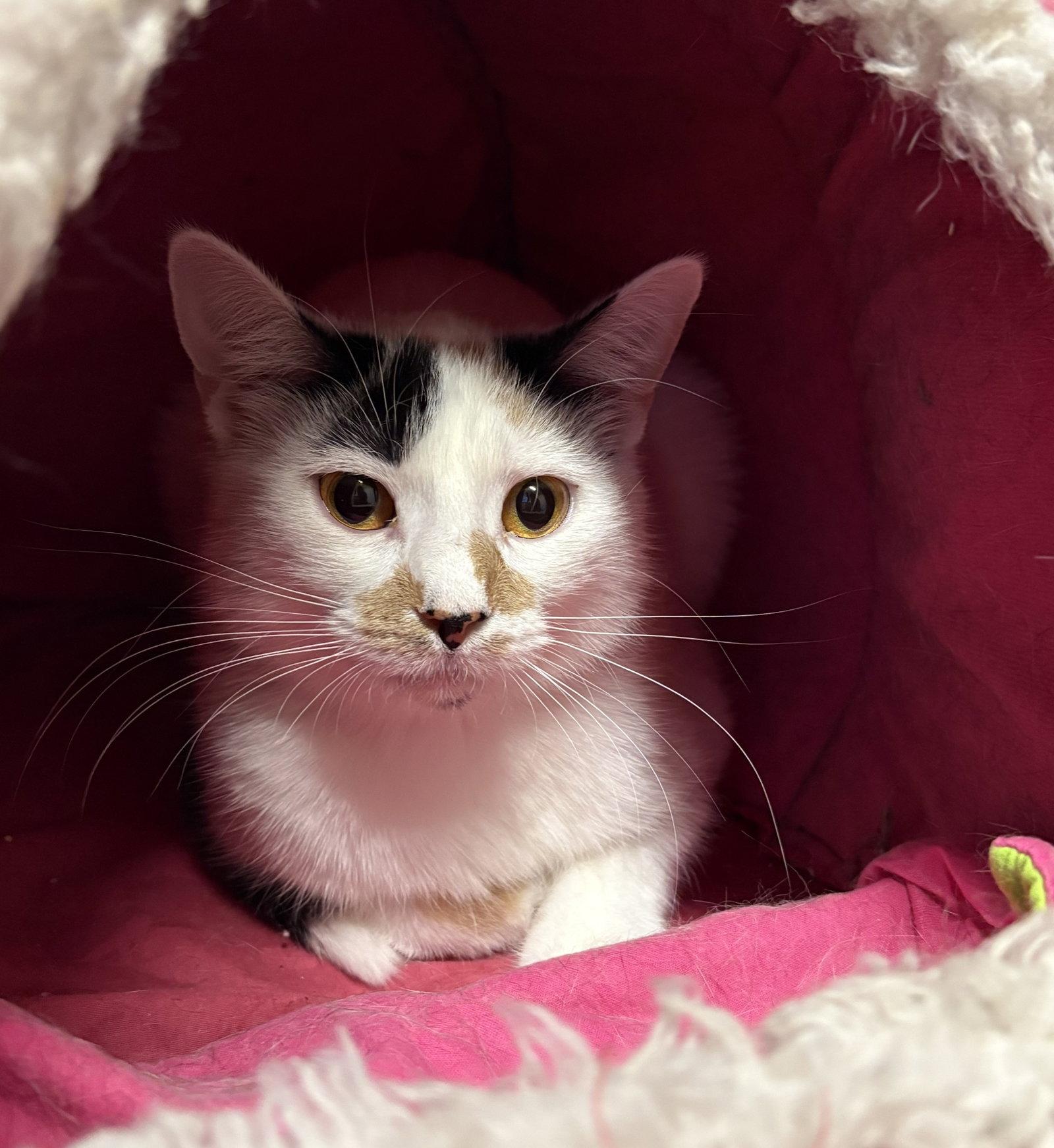 Enlarge S'mores Bar, a Adoptable Domestic Short Hair in Kansas City, MO image 3/3