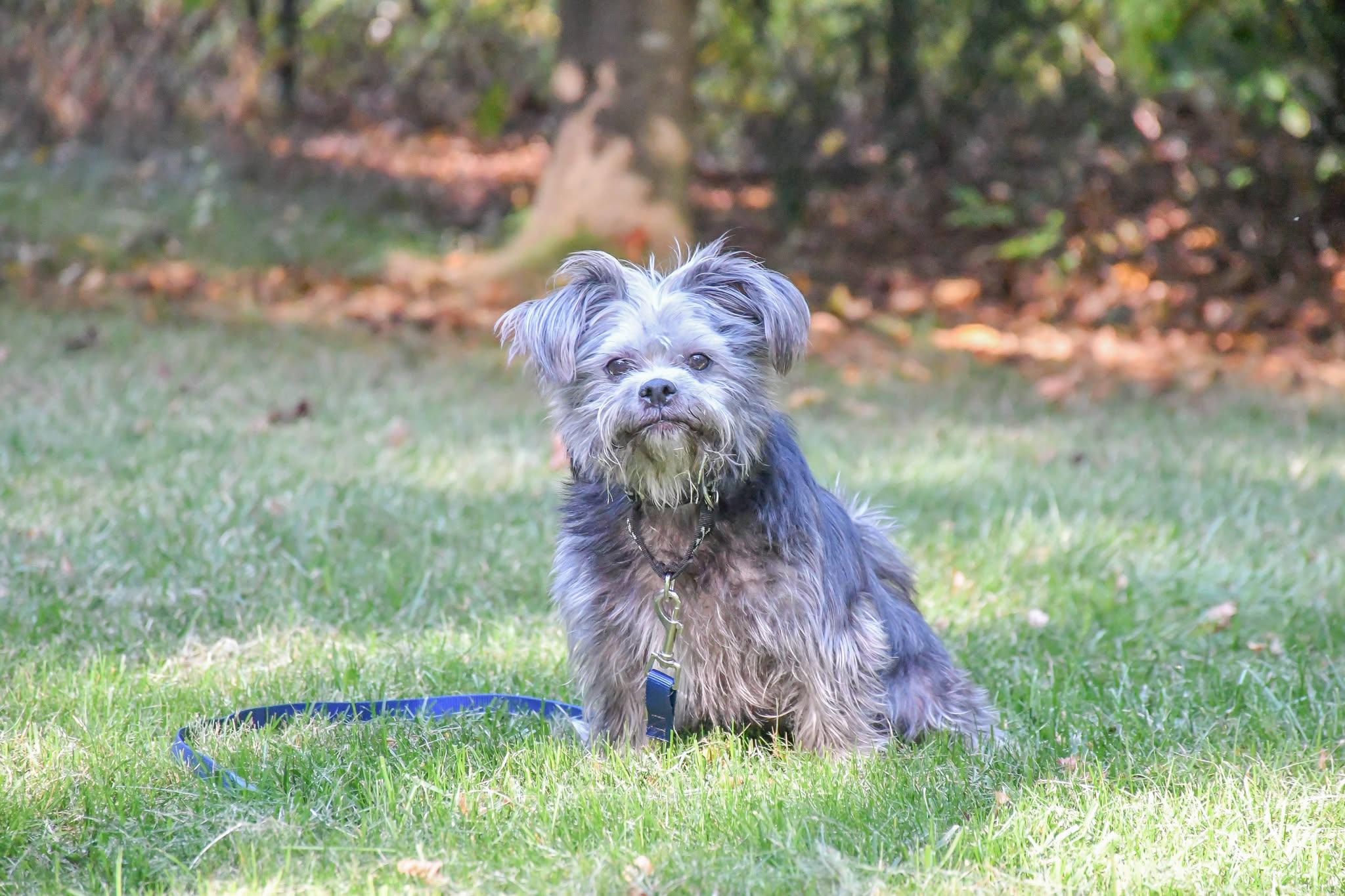 Enlarge PAMELA, a Adopted mixed breed in Rocky Hill, CT image 2/5