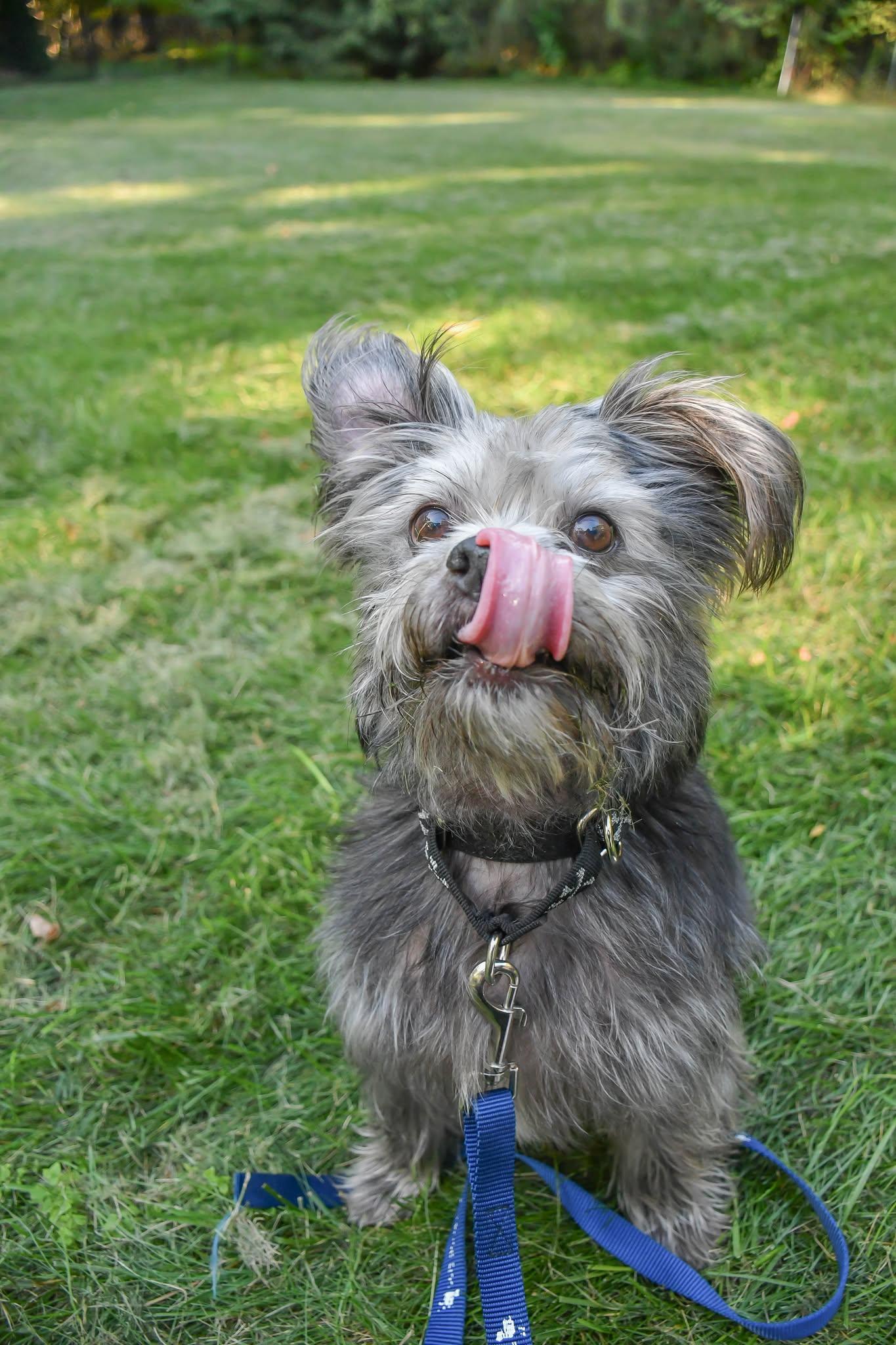 Enlarge PAMELA, a Adopted mixed breed in Rocky Hill, CT image 3/5
