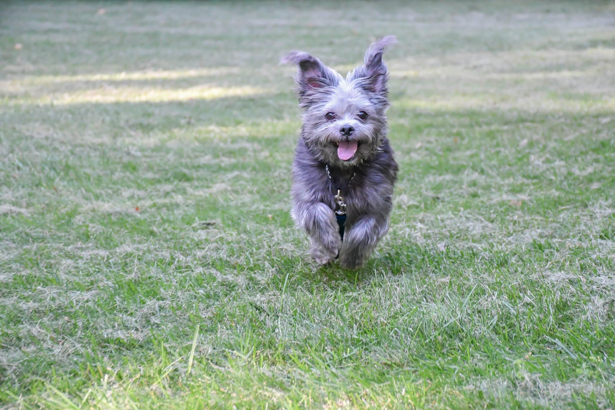 Enlarge PAMELA, a Adopted mixed breed in Rocky Hill, CT image 1/5