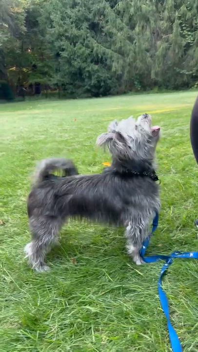 Enlarge PAMELA, a Adopted mixed breed in Rocky Hill, CT video 5/5