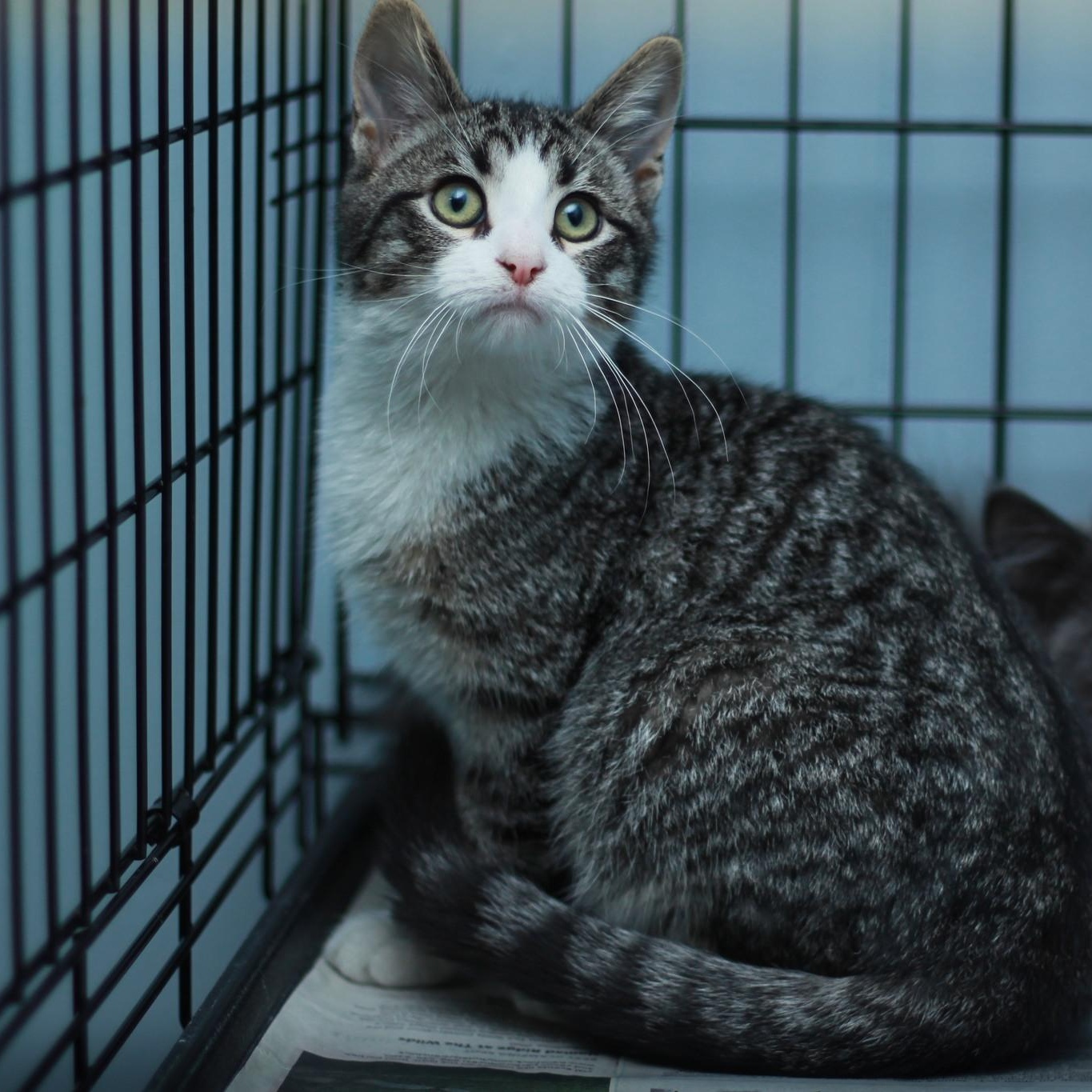 Glory, adopted, Young Female Domestic Short Hair.