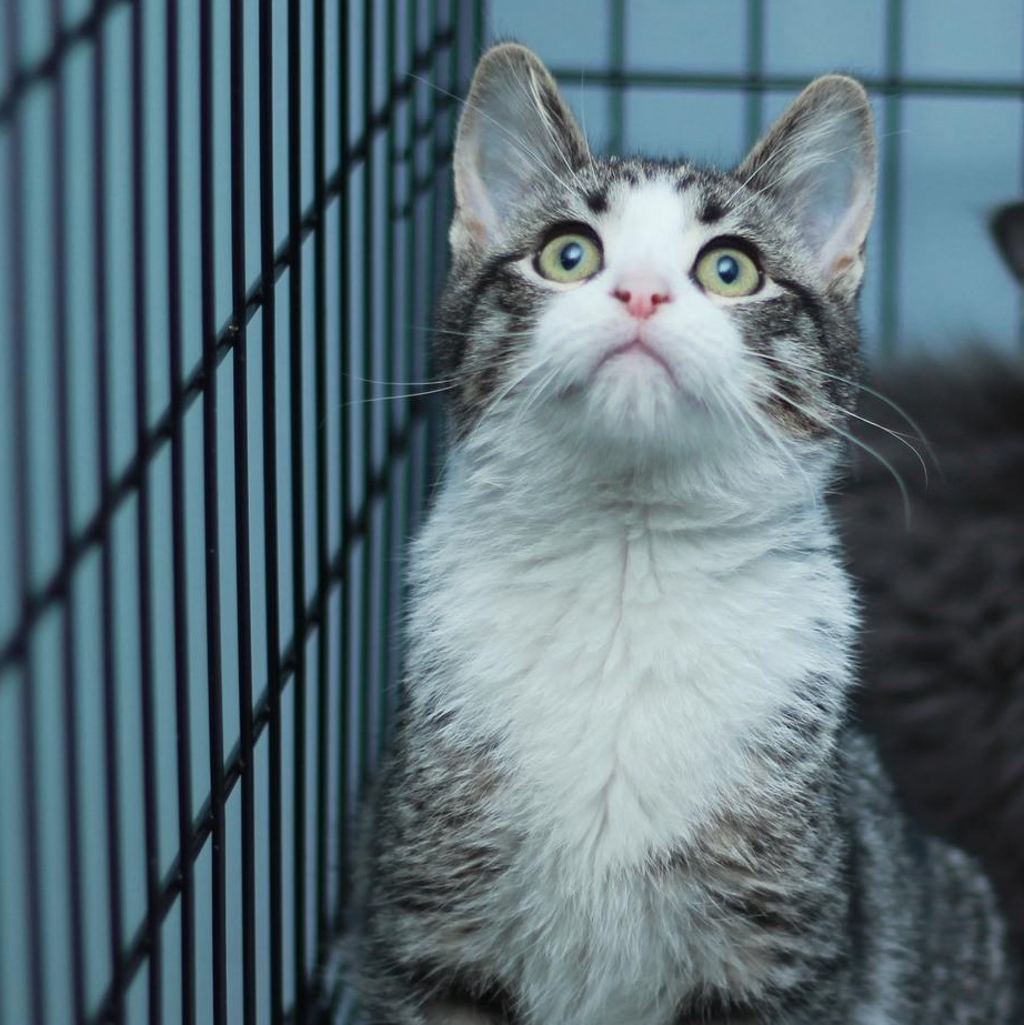 Enlarge Glory, an adopted Domestic Short Hair in Spencer, IN image 2/2