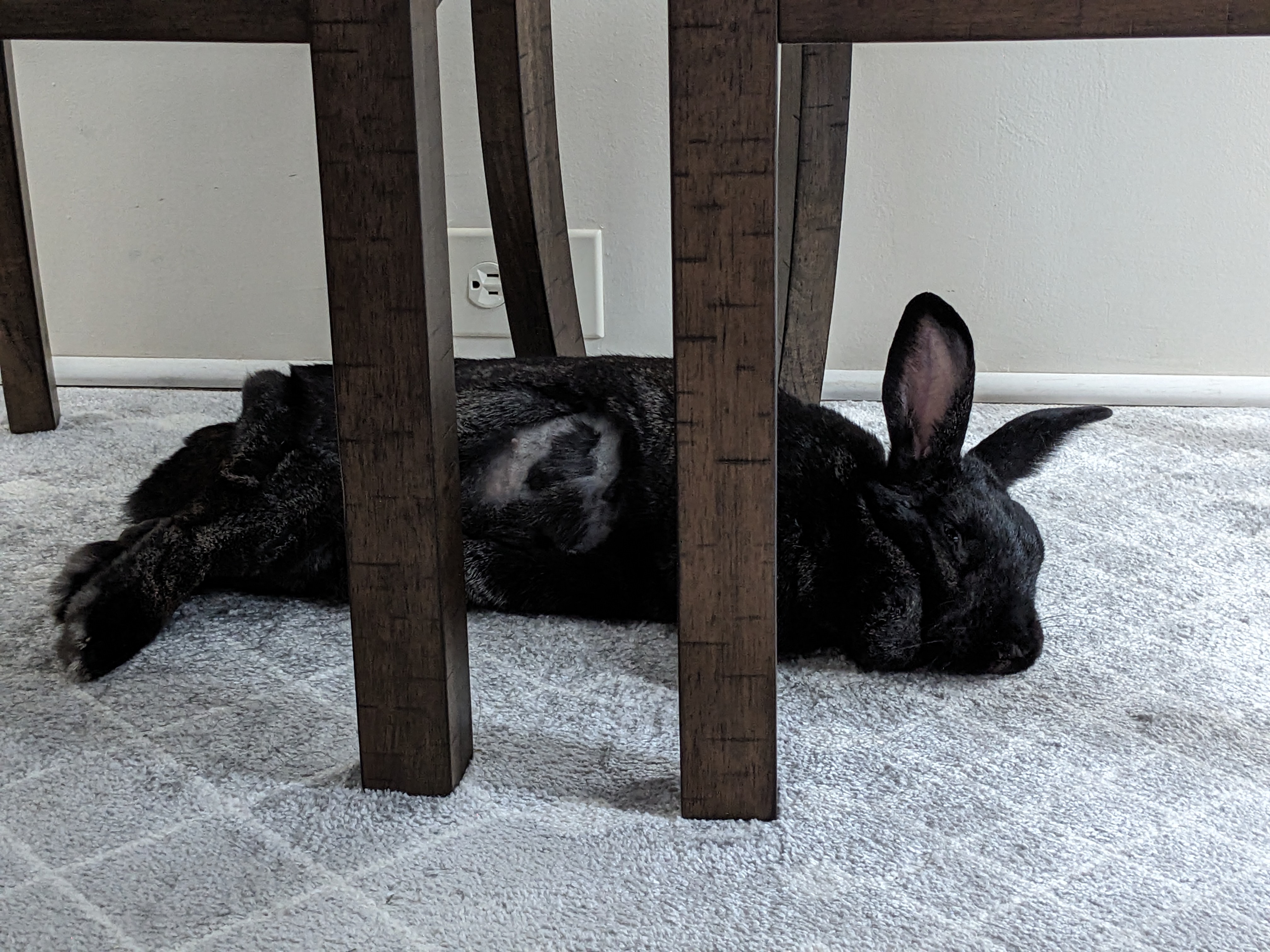 Enlarge Midnight Stone, an adoptable mixed breed in Philadelphia, PA image 4/6