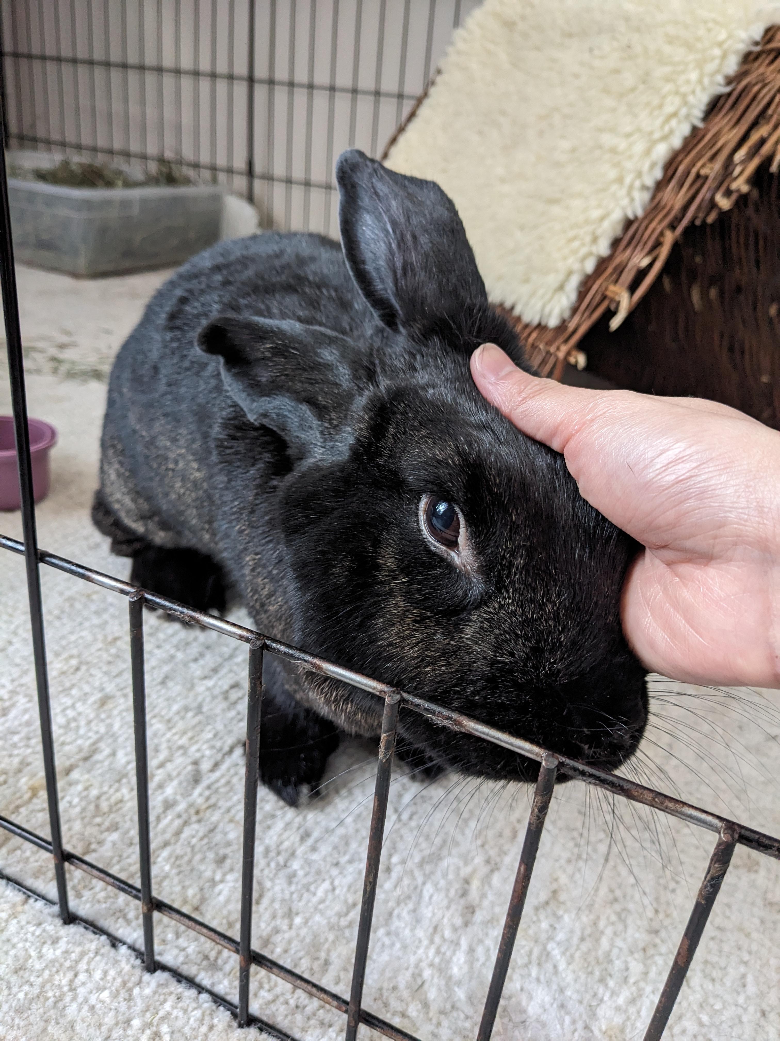 Enlarge Midnight Stone, an adoptable mixed breed in Philadelphia, PA image 2/6