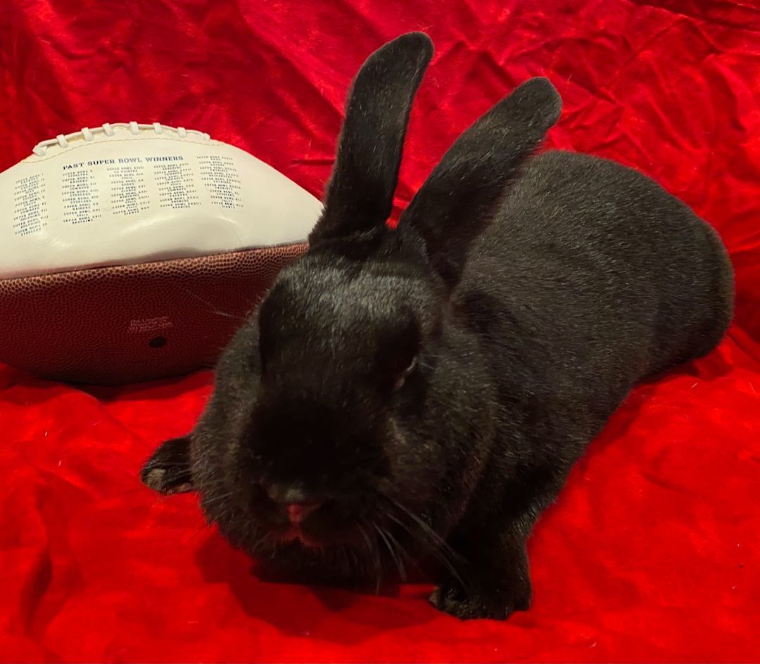 Enlarge Midnight Stone, an adoptable mixed breed in Philadelphia, PA image 6/6