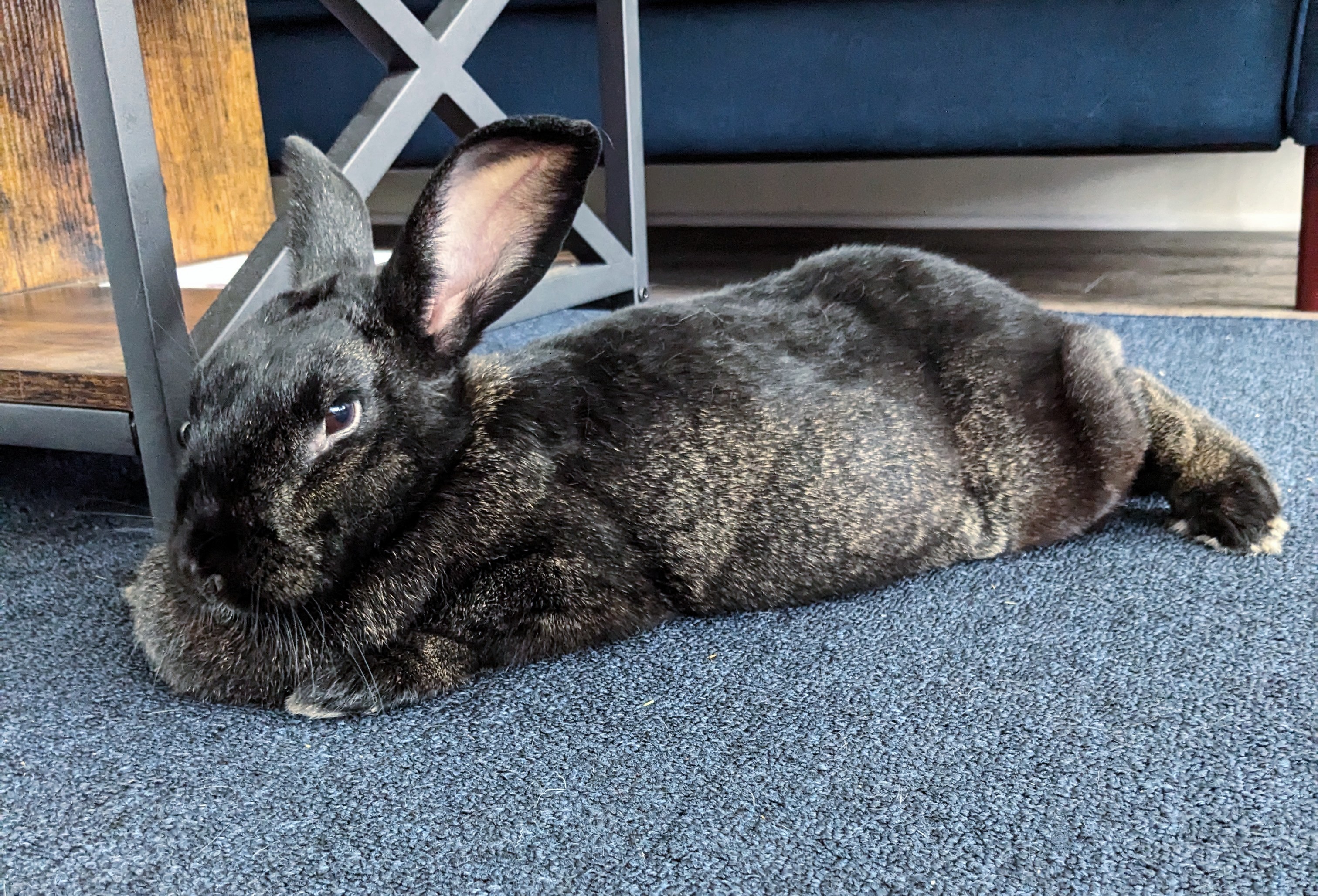 Enlarge Midnight Stone, an adoptable mixed breed in Philadelphia, PA image 3/6