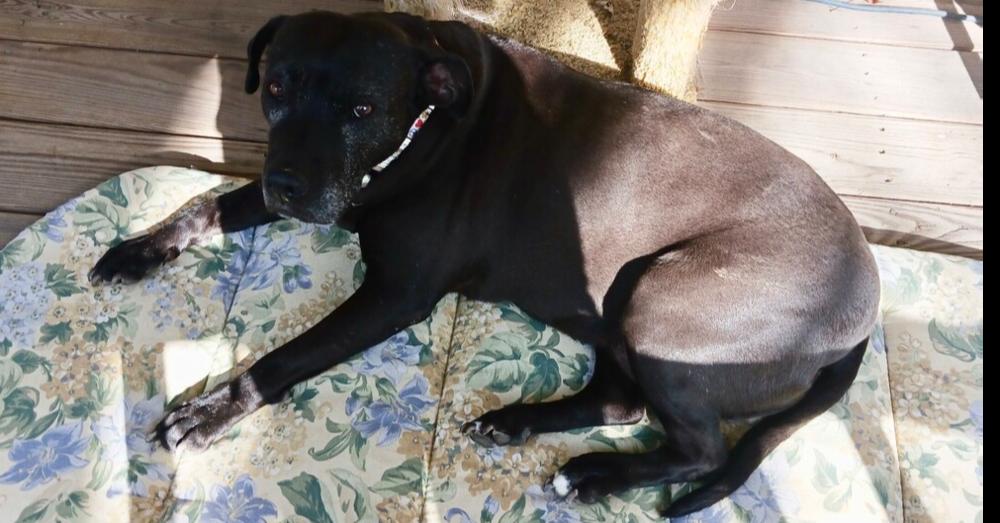 Bonnie (aka Maui) — thumbnail 2