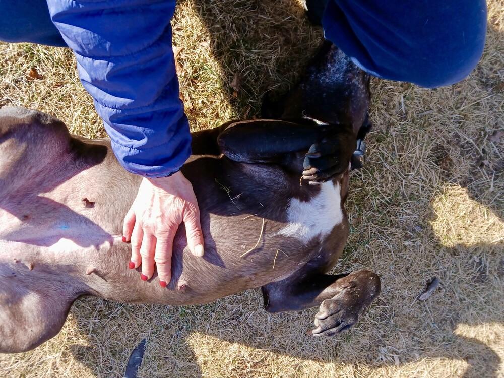 Bonnie (aka Maui) — thumbnail 3