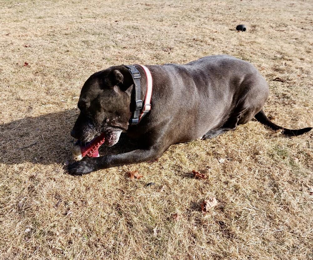 Bonnie (aka Maui) — thumbnail 4