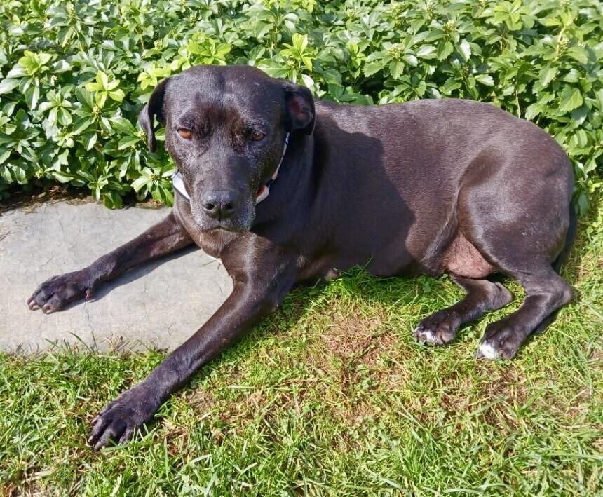 Bonnie (aka Maui) — thumbnail 5