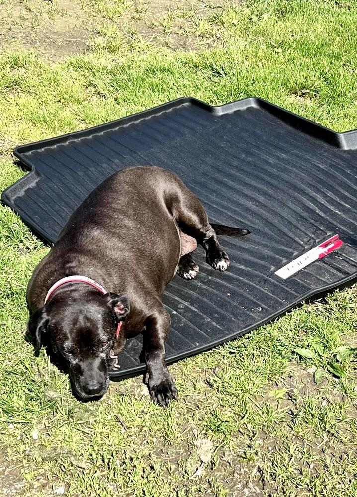 Bonnie (aka Maui) — thumbnail 6