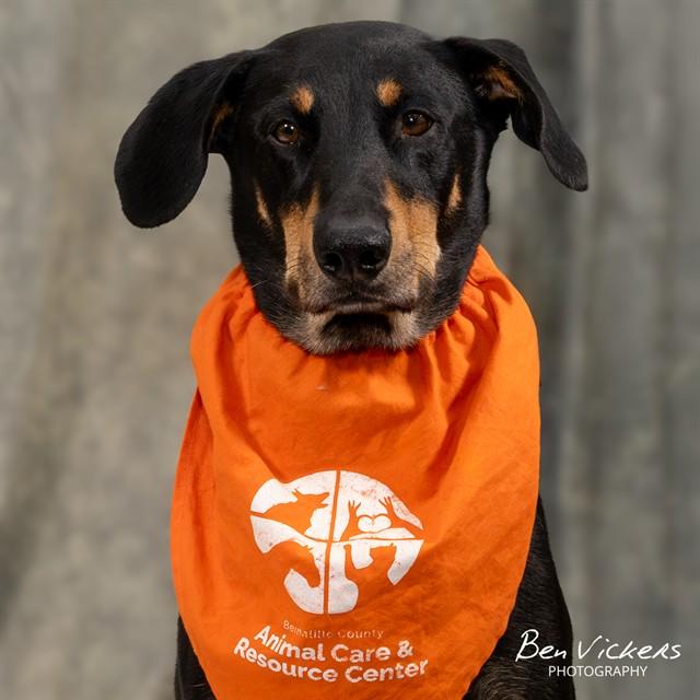ZEUS, Adoptable, Adult Male Doberman Pinscher & Mixed Breed.