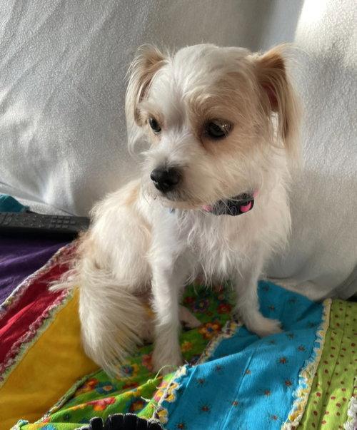**SASSY**, Adopted, Young Female Havanese.