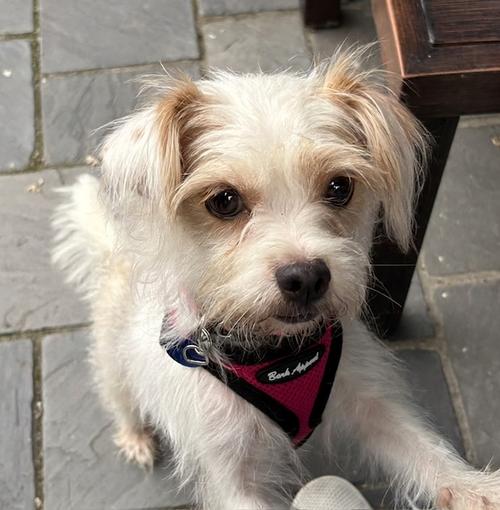 Enlarge **SASSY**, a Adopted Havanese in North Prairie, WI image 2/3