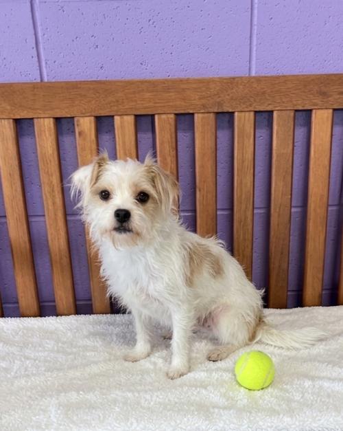 Enlarge **SASSY**, a Adopted Havanese in North Prairie, WI image 3/3