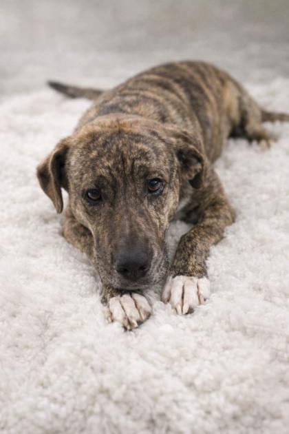 Zara, Adoptable, Adult Female Dutch Shepherd & Mixed Breed.