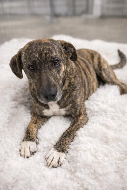 Enlarge Zara, a Adoptable mixed breed in Guntersville, AL image 2/2