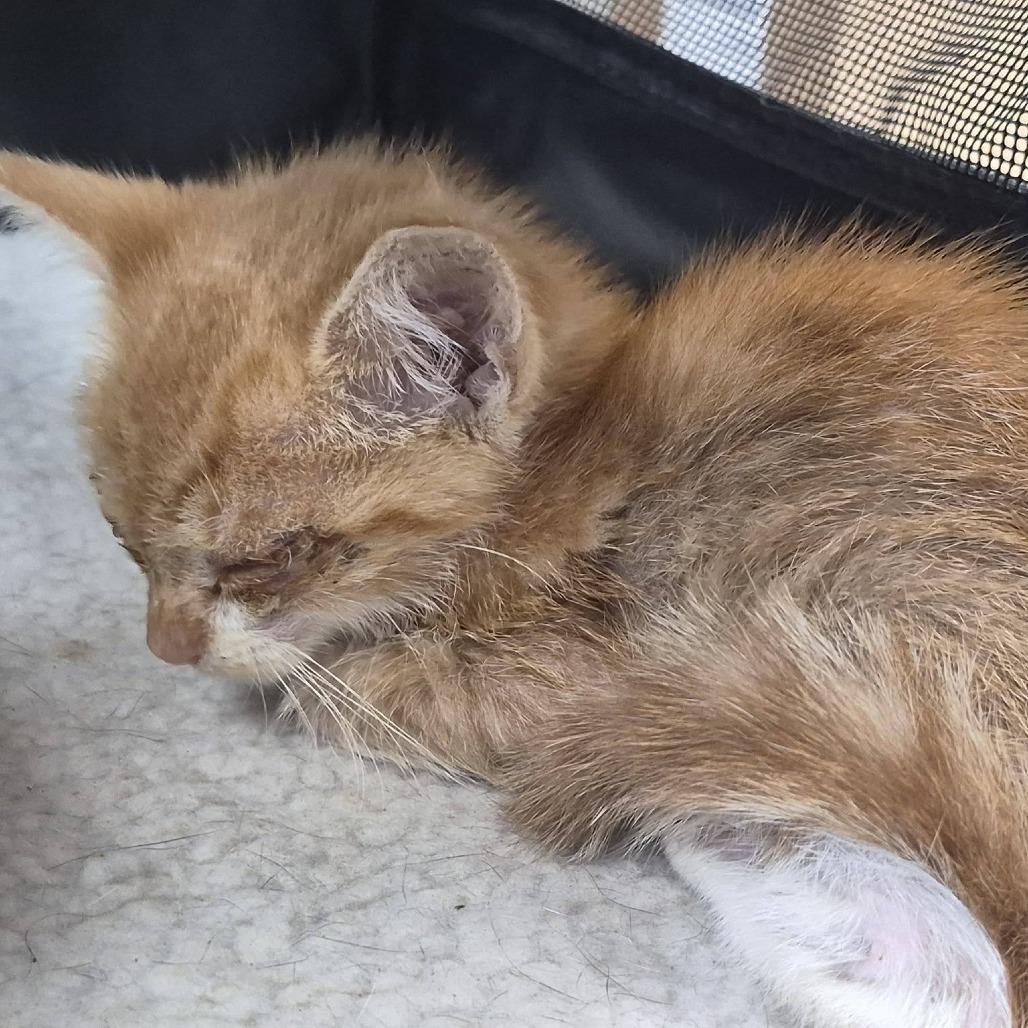 Enlarge Chipotle, a Adoptable Domestic Short Hair in Cleveland, MS image 1/2