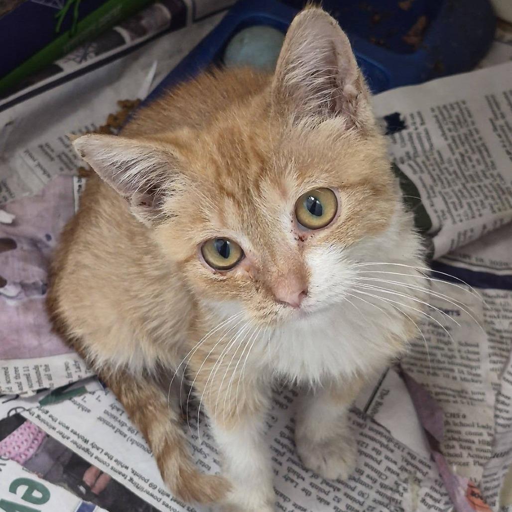 Enlarge Chipotle, a Adoptable Domestic Short Hair in Cleveland, MS image 2/2
